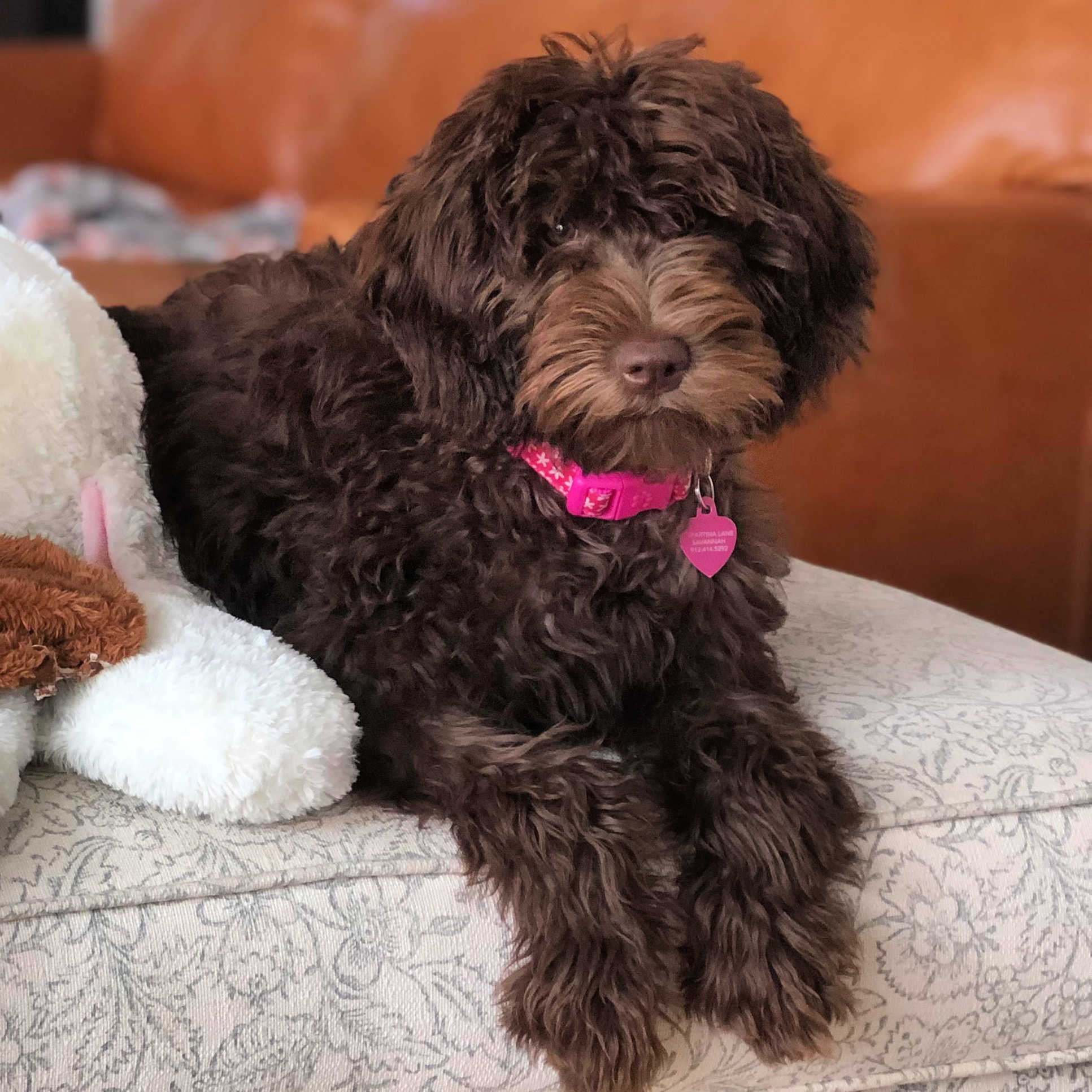 Labradoodle Litters Mountain Creek Labradoodles